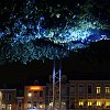 Foret suspendue47569